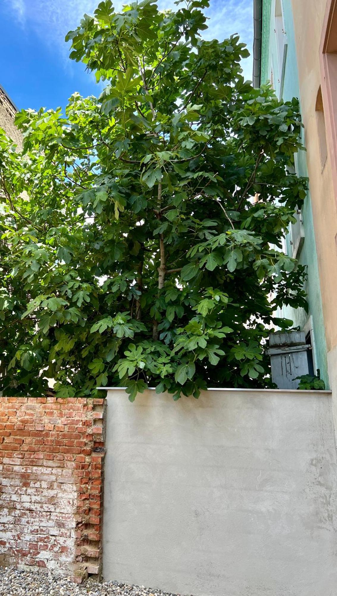 Rs-0 - Appartement F2 Au Rdc A Mulhouse Pour 1-3 Pers Εξωτερικό φωτογραφία